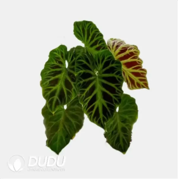 1756116665-4-120.webp Philodendron Verrucosum 'Incensi' Seedling(100Pcs) - Image 1