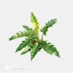 Philodendron 'Ring of Fire' Seedling(100Pcs)