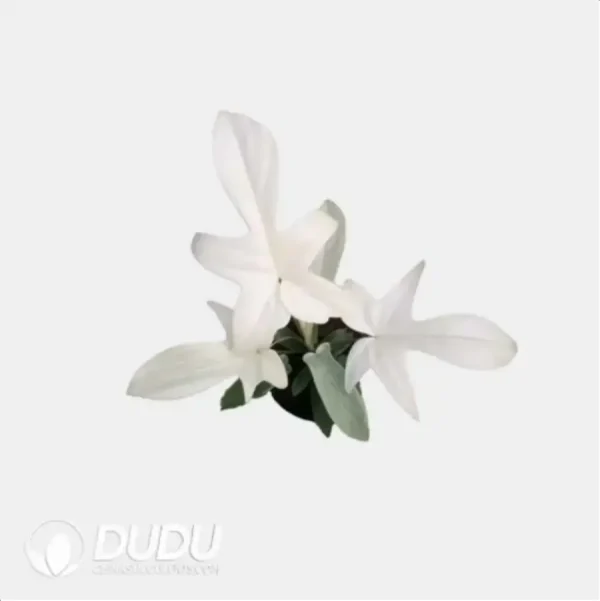 1756116678-4-116.webp Philodendron 'Florida Ghost' Seedling(100Pcs) - Image 1