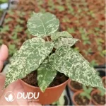 0.5/Pcs Ficus cotton color Seedling(100Pcs)