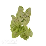 0.3/Pcs Caladium 'Seafoam pink' Seedling(100Pcs) - Image 4