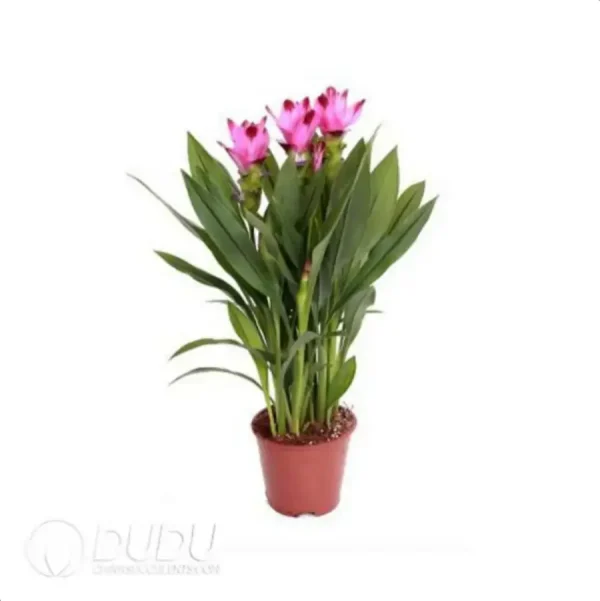 Curcuma 'Splash' (KP) Seedling(100Pcs) - Image 1