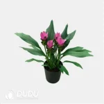Curcuma 'Shadow' (KP) Seedling(100Pcs)