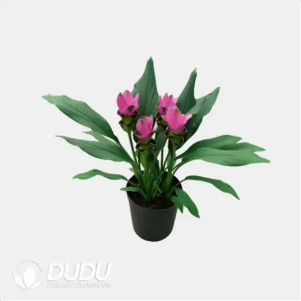 Curcuma 'Shadow' (KP) Seedling(100Pcs) - Image 1
