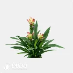 Curcuma 'Solar' (KP) Seedling(100Pcs)