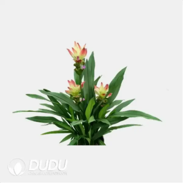 Curcuma 'Solar' (KP) Seedling(100Pcs) - Image 1