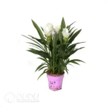 Curcuma 'Sisto' (KP) Seedling(100Pcs)