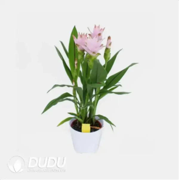 Curcuma 'CU20-49' (KP) Seedling(100Pcs) - Image 1