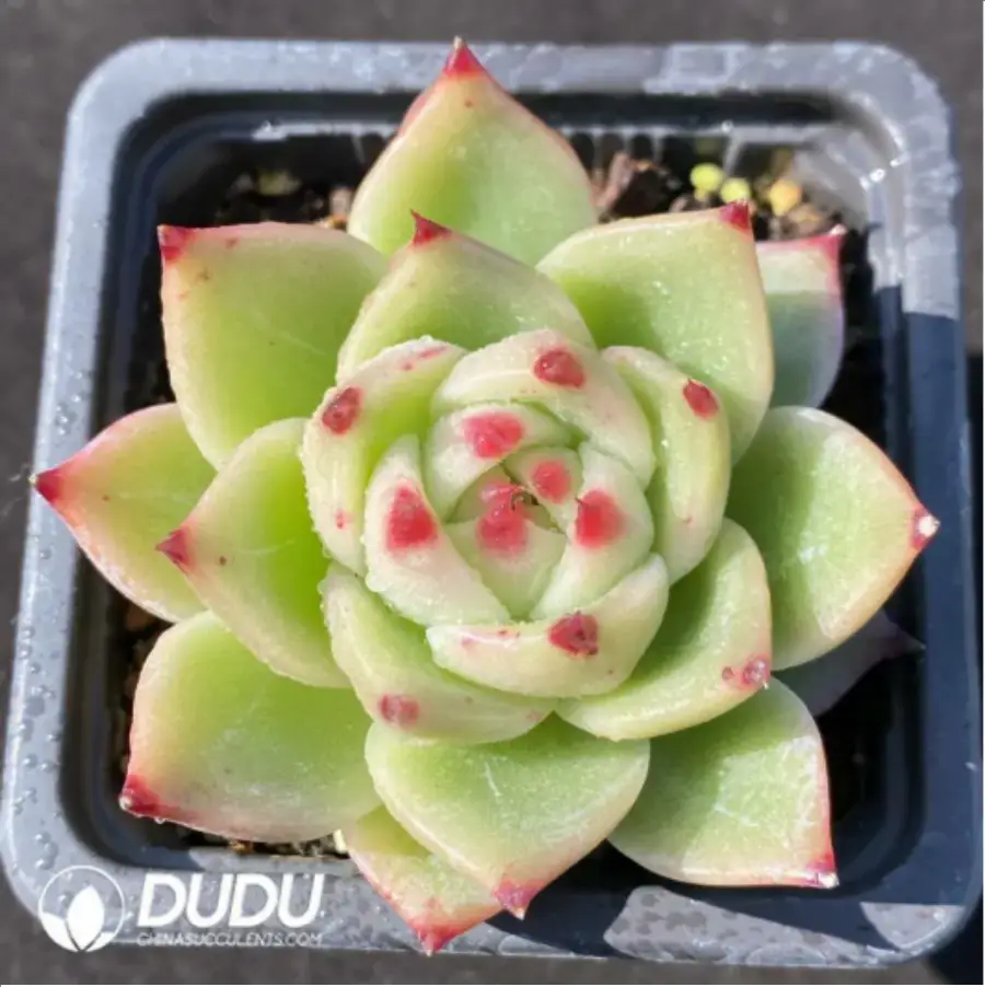 1756117044-1-1014.webp Echeveria Blue Dragon - Image 1