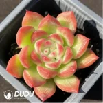 Echeveria Floreana