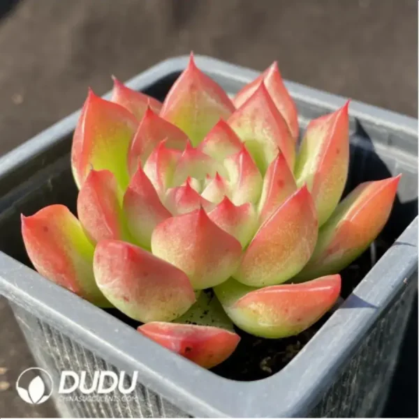Echeveria Floreana - Image 2