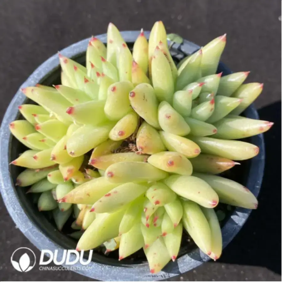 1756117048-1-1007.webp Echeveria Agavoides Crest - Image 1