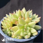 Echeveria Agavoides Crest - Image 2