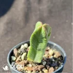 Crassula cv. Buddha'S Temple