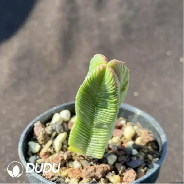 1756117050-1-1002.webp Crassula cv. Buddha'S Temple - Image 1