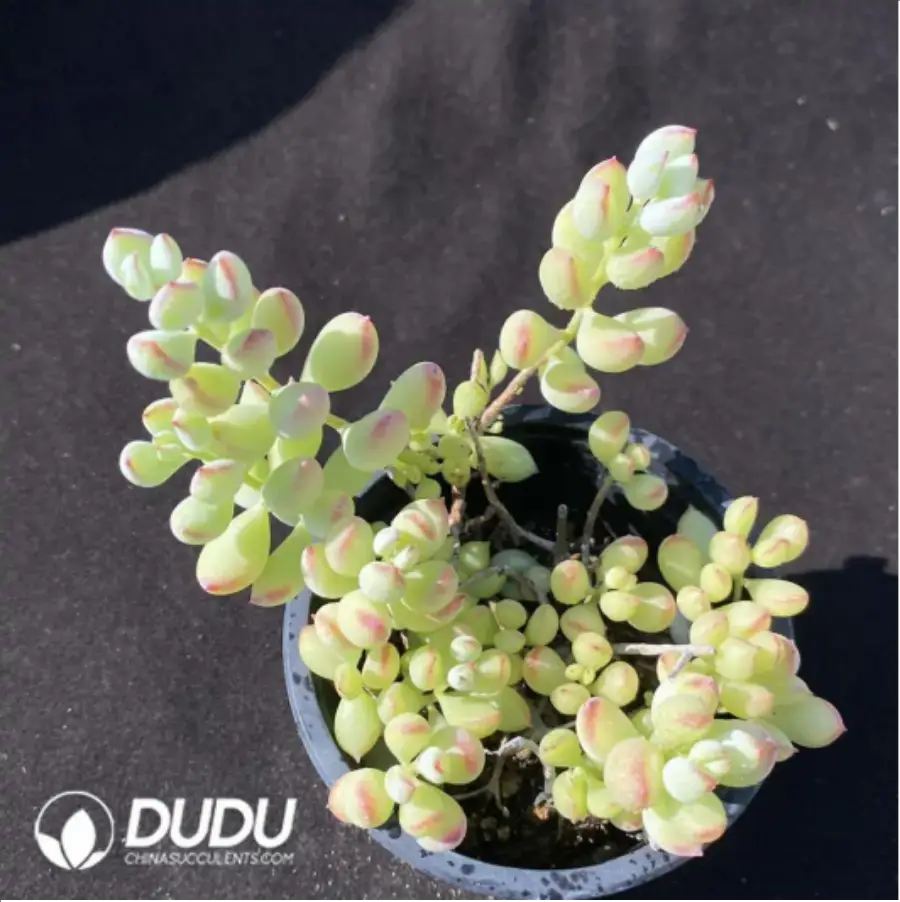 1756117052-1-999.webp Cotyledon Pendens Clustering - Image 1