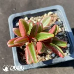 Peperomia Redback Pepperweed