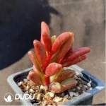Peperomia Redback Pepperweed - Image 2
