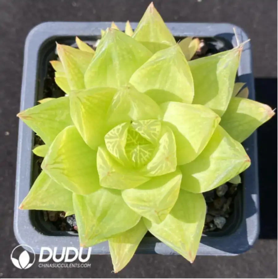 1756117056-1-997.webp Haworthia Jing Zhihua's variegated - Image 1