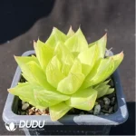 Haworthia Jing Zhihua's variegated - Image 2