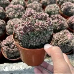 Parodia Sea God Clustering(Scattered Clustering)