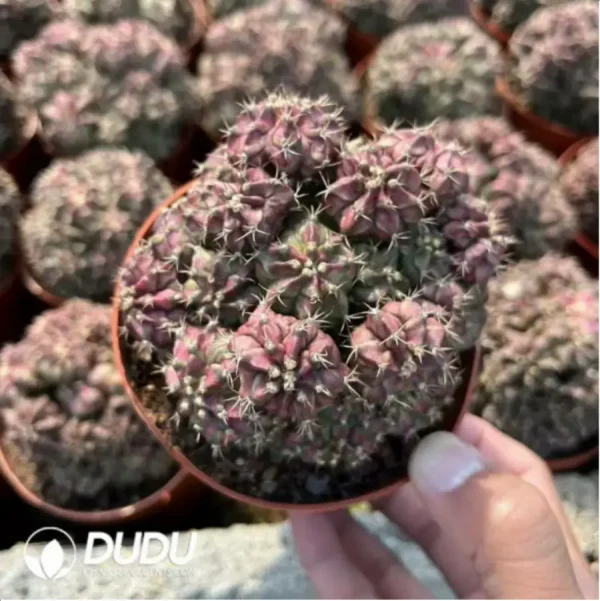 Parodia Sea God Clustering(Scattered Clustering) - Image 2