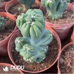 Cereus Purple Cloud Lohan Cactus