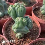 Cereus Purple Cloud Lohan Cactus - Image 2