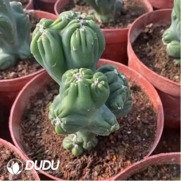 Cereus Purple Cloud Lohan Cactus - Image 2