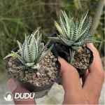 Haworthia variegated