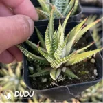 Haworthia variegated - Image 2