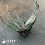 Aloe Rapanarivoi - Image 2