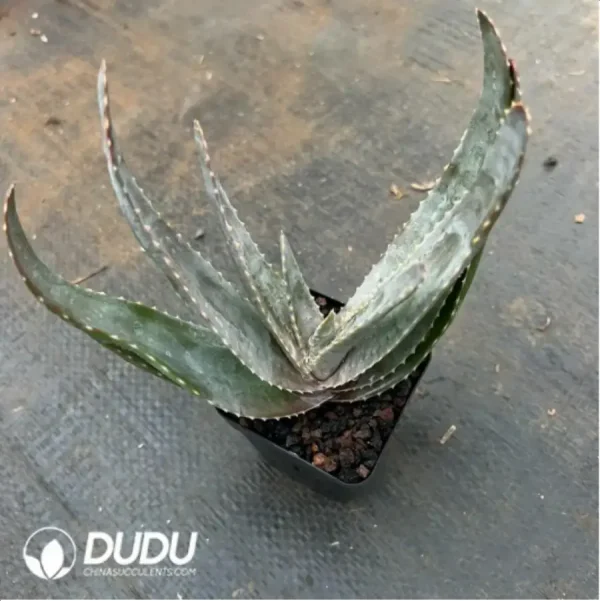 1756117067-2-642.webp Aloe Rapanarivoi - Image 2