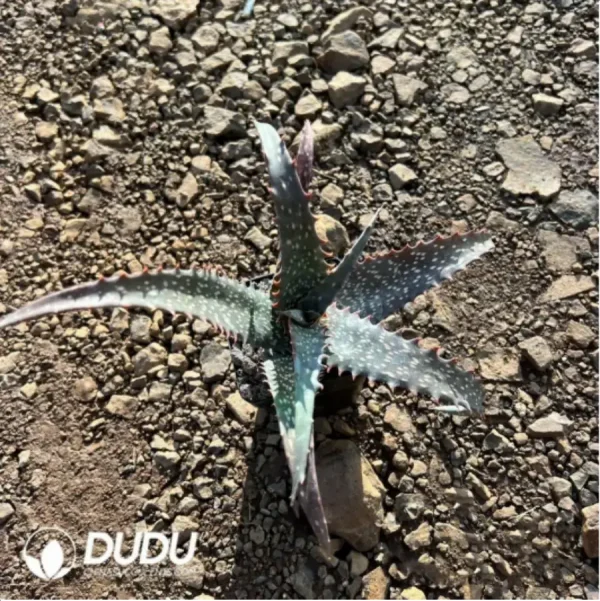 1756117068-1-980.webp Aloe Labworana - Image 1