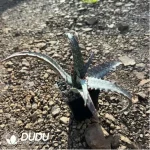 Aloe Labworana - Image 2