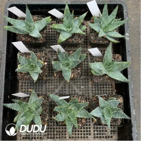 Aloe Pratensis - Image 1