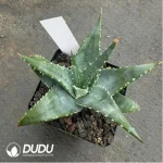 Aloe Pratensis - Image 2