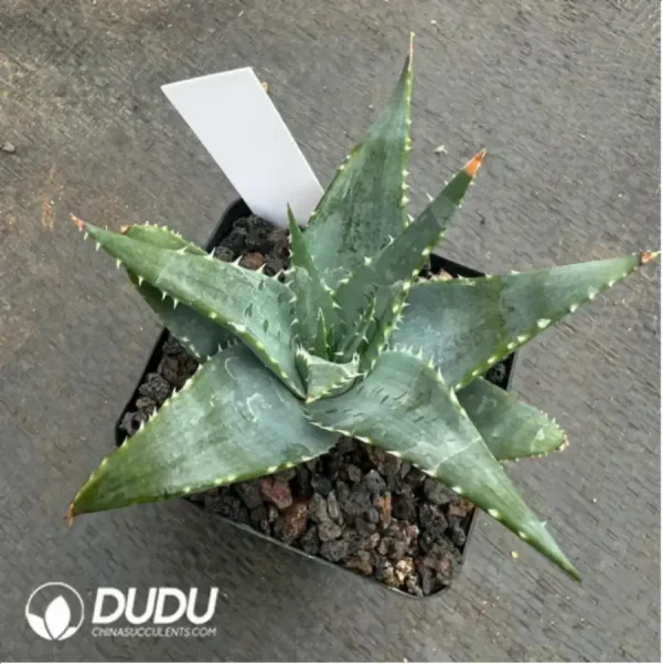 Aloe Pratensis - Image 2