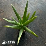 Aloe capitata 'Tsiroanomandidy'