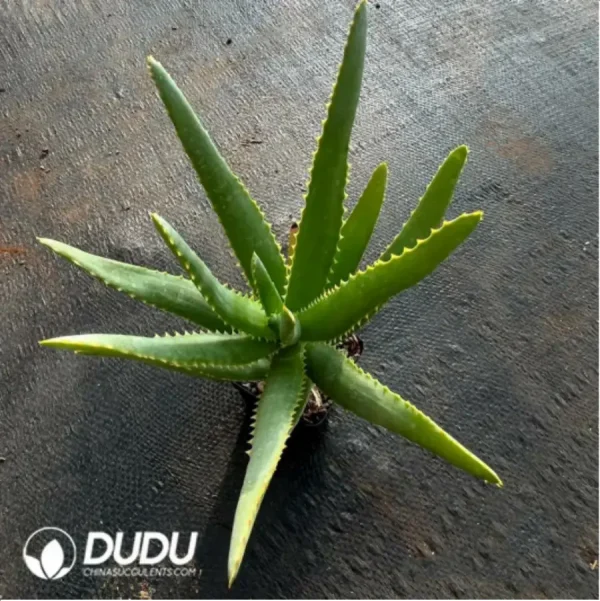 Aloe capitata 'Tsiroanomandidy' - Image 1