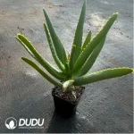 Aloe capitata 'Tsiroanomandidy' - Image 2