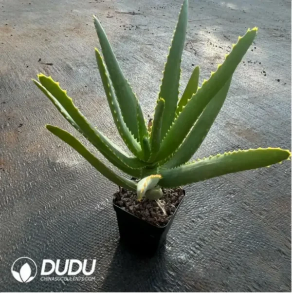 Aloe capitata 'Tsiroanomandidy' - Image 2