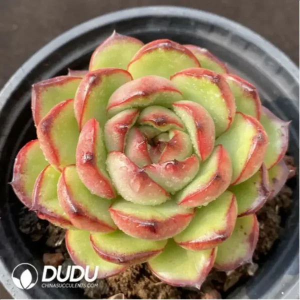 1756117088-1-963.webp Echeveria Montblanc - Image 1