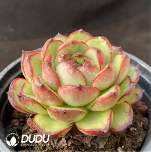 1756117089-2-627.webp Echeveria Montblanc - Image 2