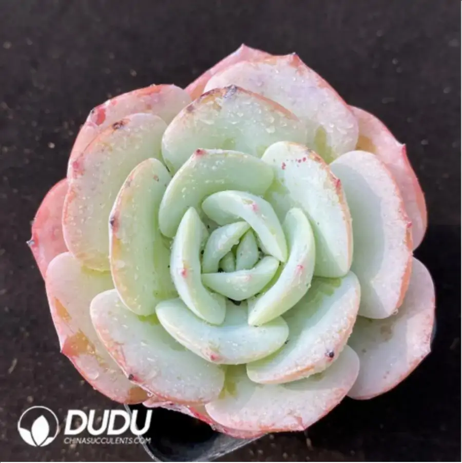 1756117092-1-960.webp Echeveria Yellow peach milk tea - Image 1