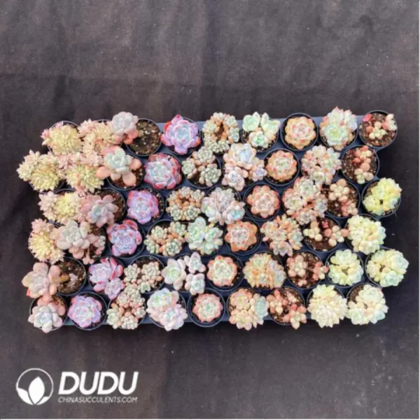 1756117103-1-947.webp DUDU Collocation-77 - Image 1