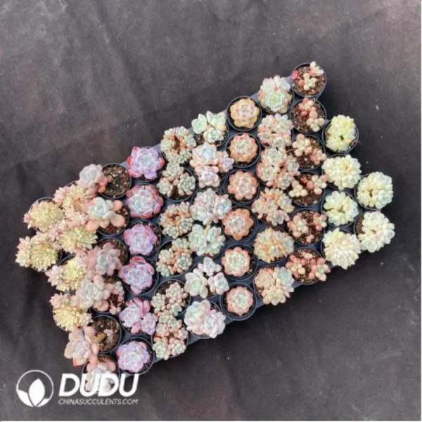 1756117104-2-614.webp DUDU Collocation-77 - Image 2