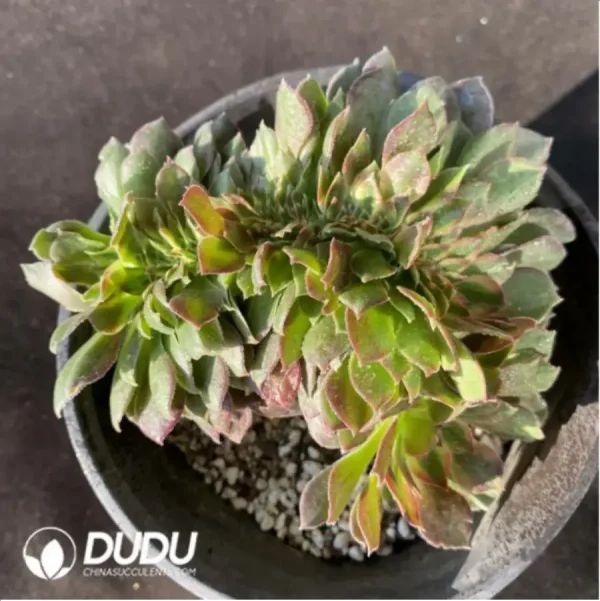 Aeonium Athena Cristata-2 - Image 2