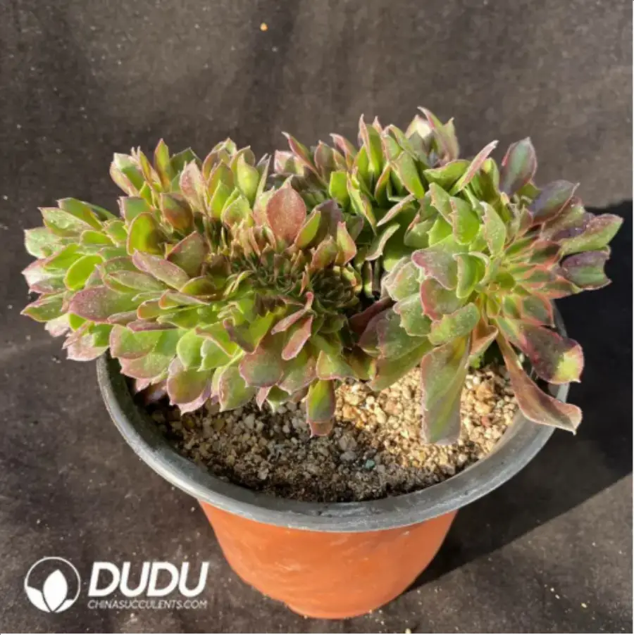 1756117118-1-879.webp Aeonium Athena Cristata-5 - Image 1