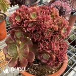 Aeonium Shao Xiu Cristata-5